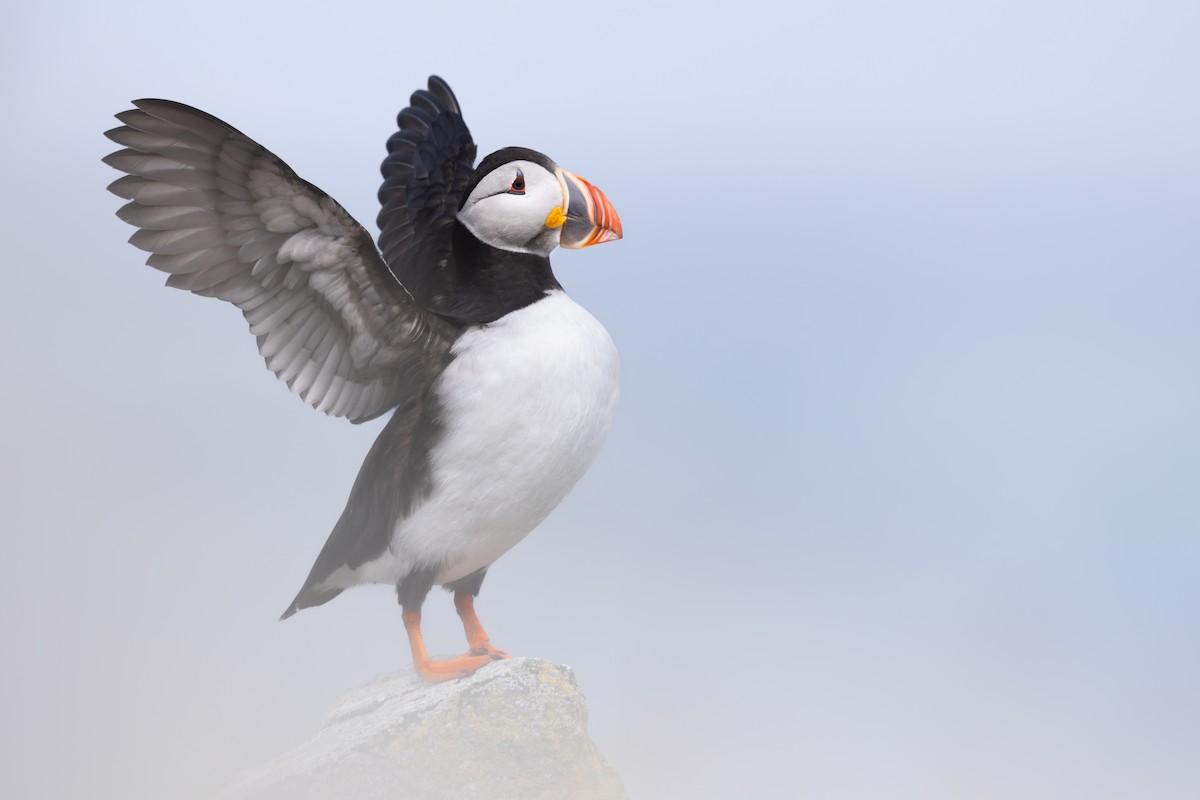 Atlantic Puffin - ML659776938