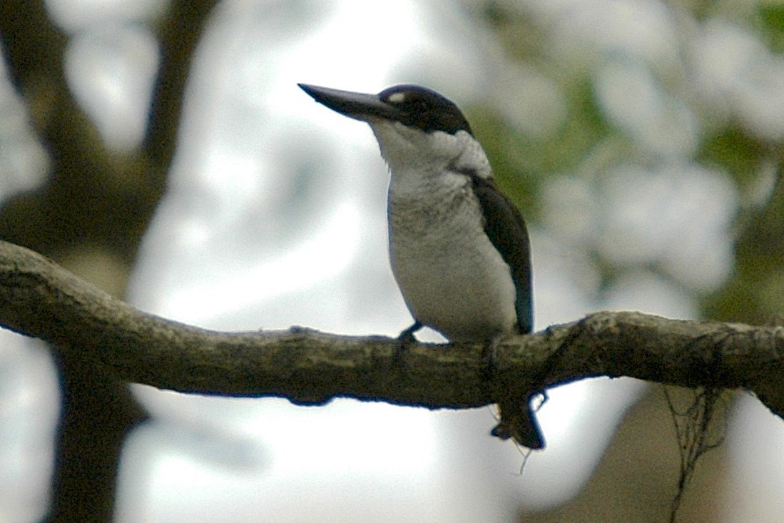 Torresian Kingfisher - ML659776987
