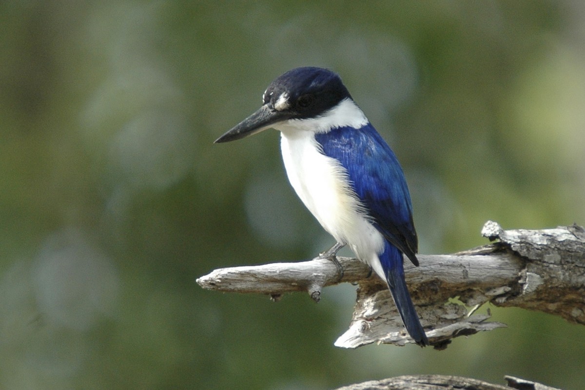 Forest Kingfisher - ML659777017