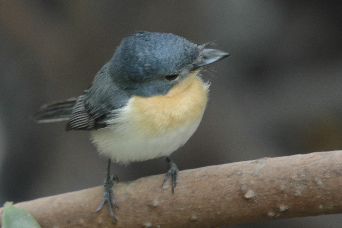 Broad-billed Flycatcher - ML659777040