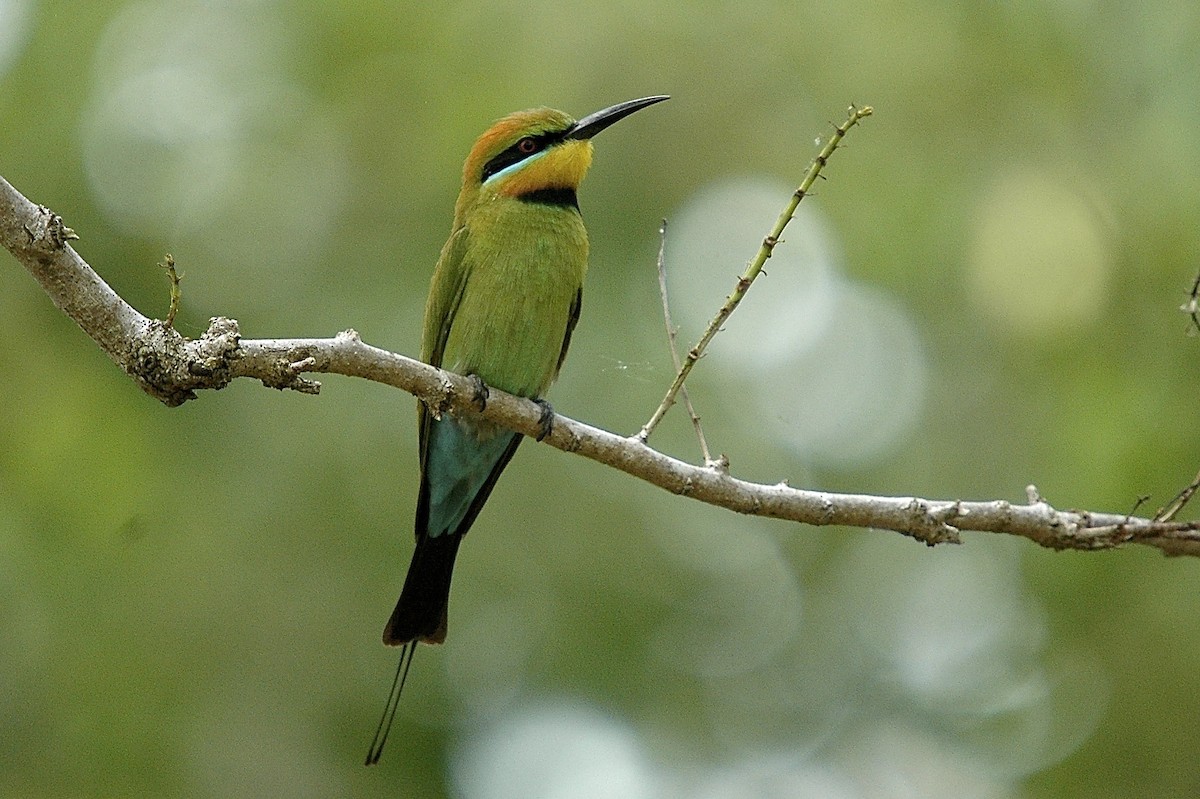 Rainbow Bee-eater - ML659777105