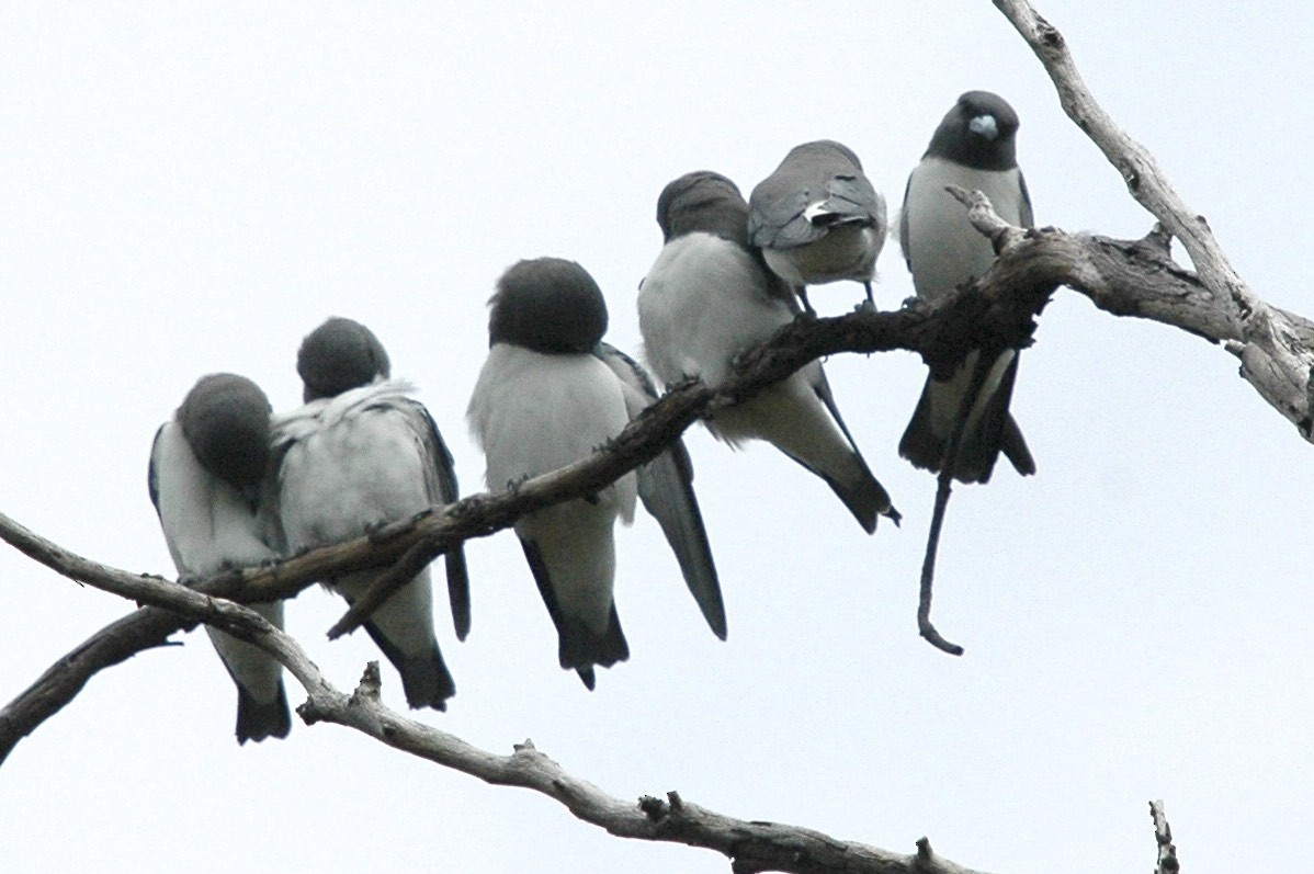 White-breasted Woodswallow - ML659777111