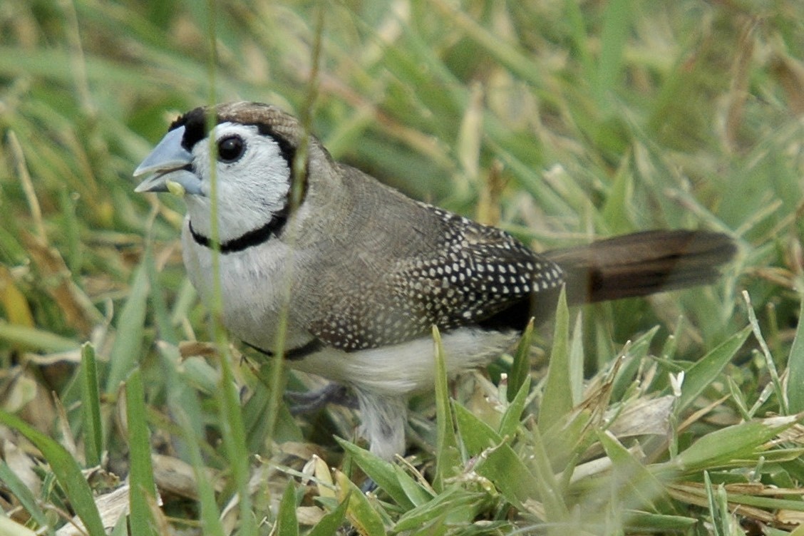 Double-barred Finch - ML659777158