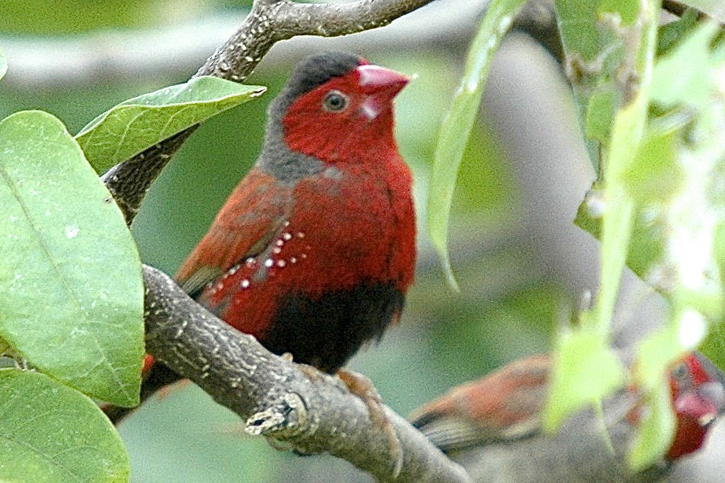 Crimson Finch - ML659777163