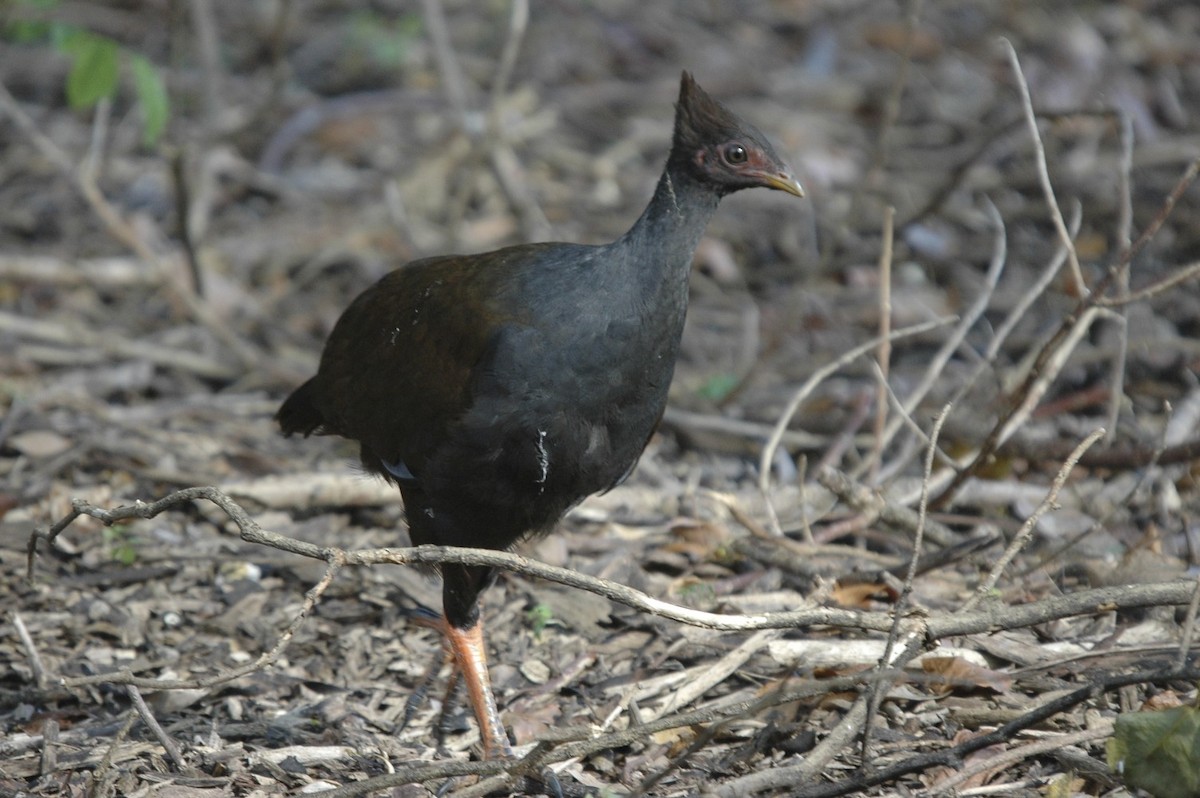 Orange-footed Megapode - ML659777383