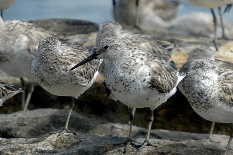 Great Knot - ML659777434