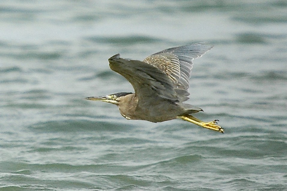 Little Heron - ML659777458