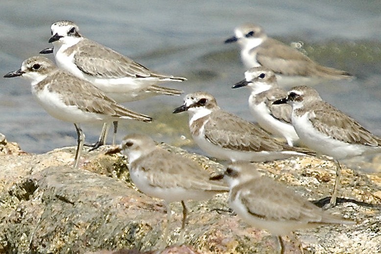 Siberian Sand-Plover - ML659777521