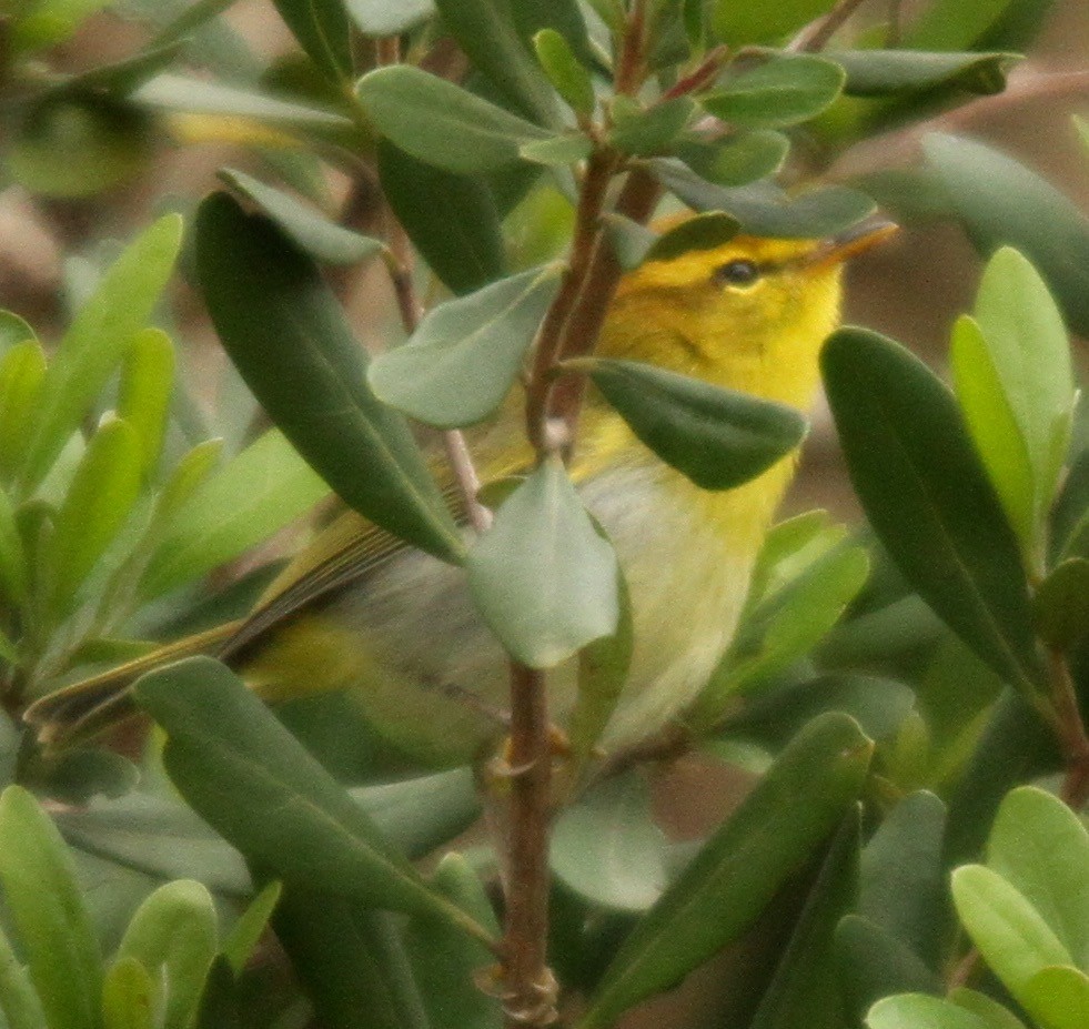 Yellow-throated Woodland-Warbler - ML659778211