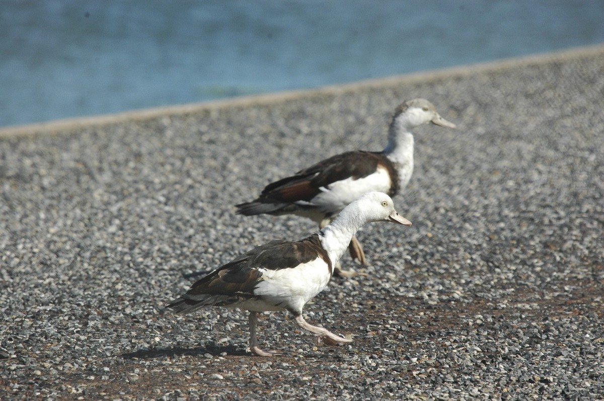 Radjah Shelduck - ML659778497