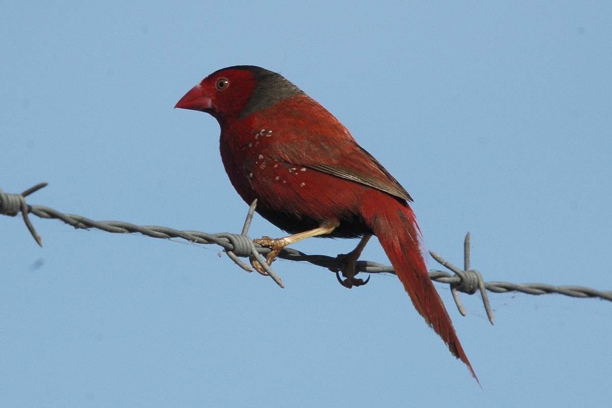 Crimson Finch - ML659778607