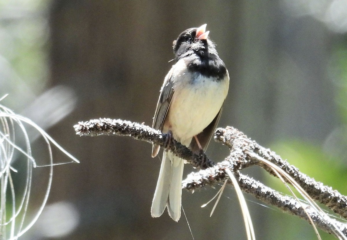 Dark-eyed Junco (Oregon) - ML659779209