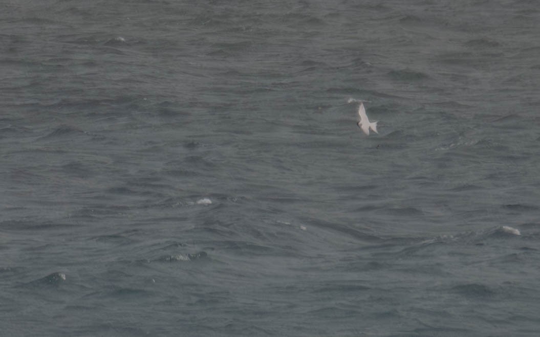 Roseate Tern - ML659779527