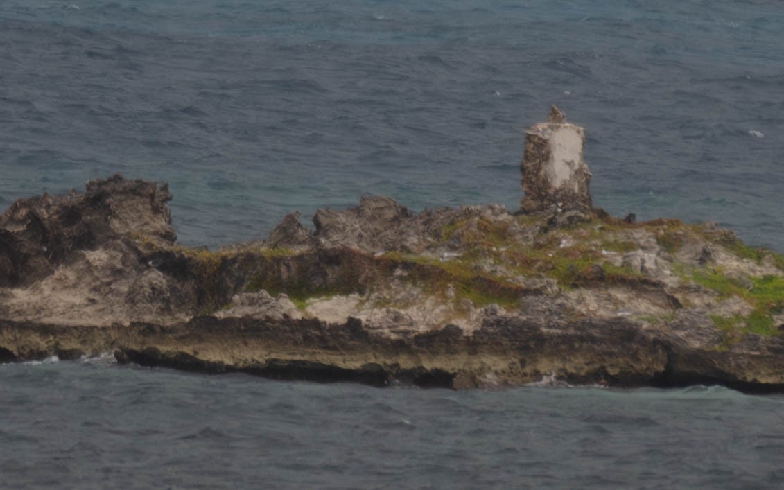 Roseate Tern - ML659779528