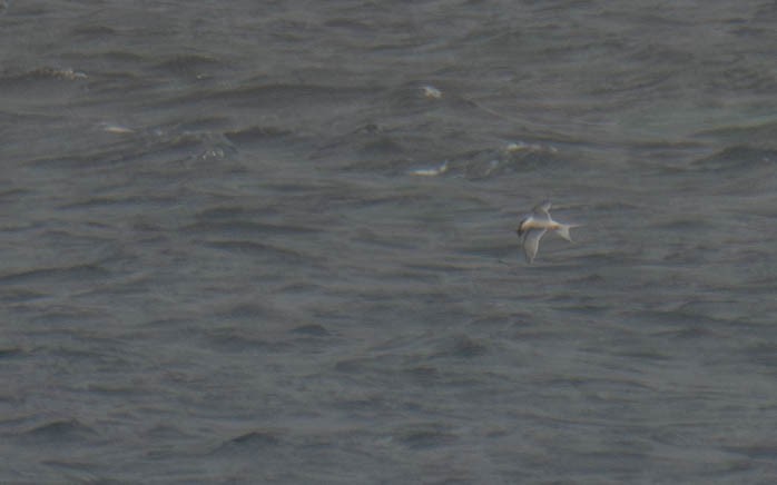 Roseate Tern - ML659779530