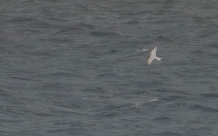 Roseate Tern - ML659779531