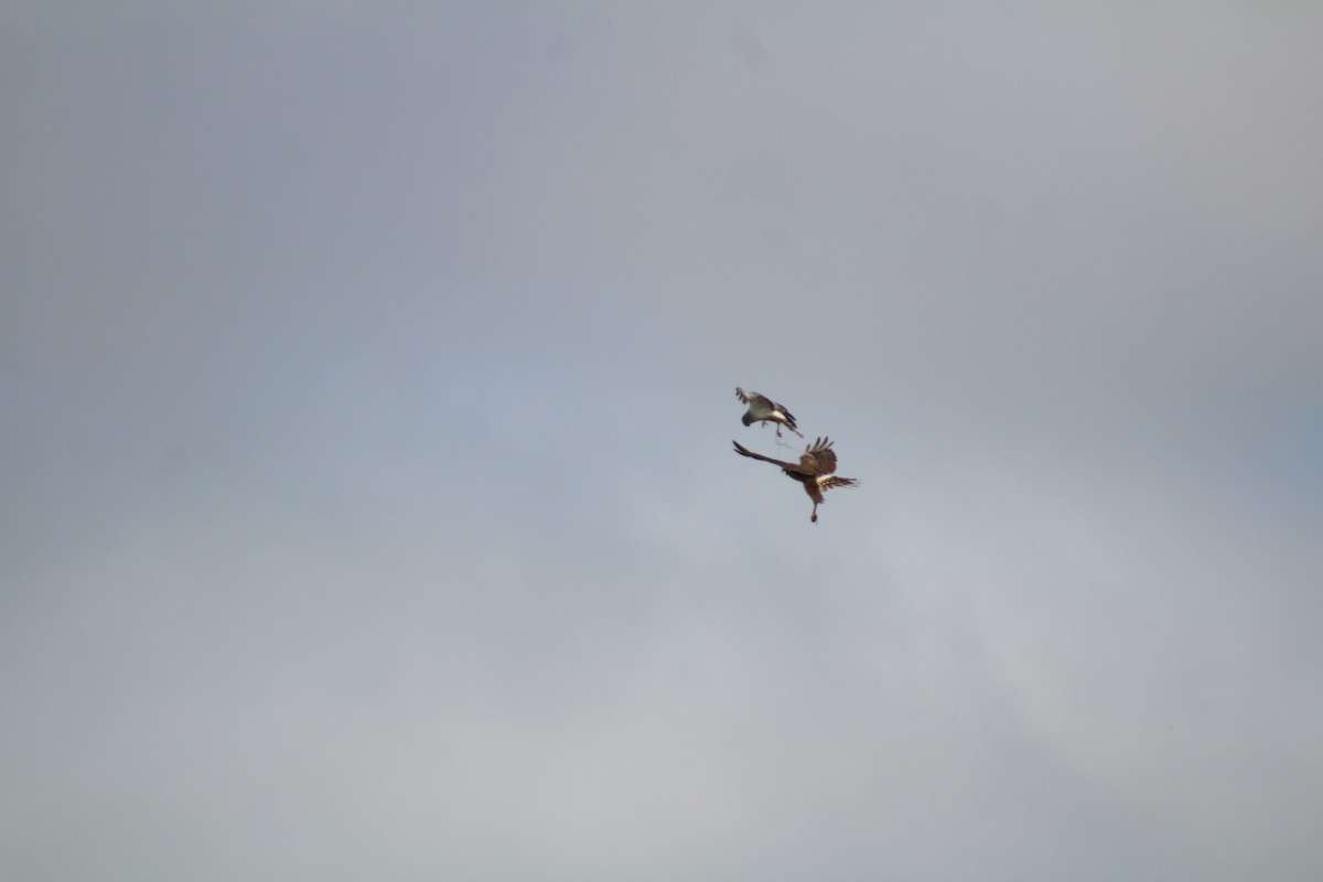 Northern Harrier - ML659780015