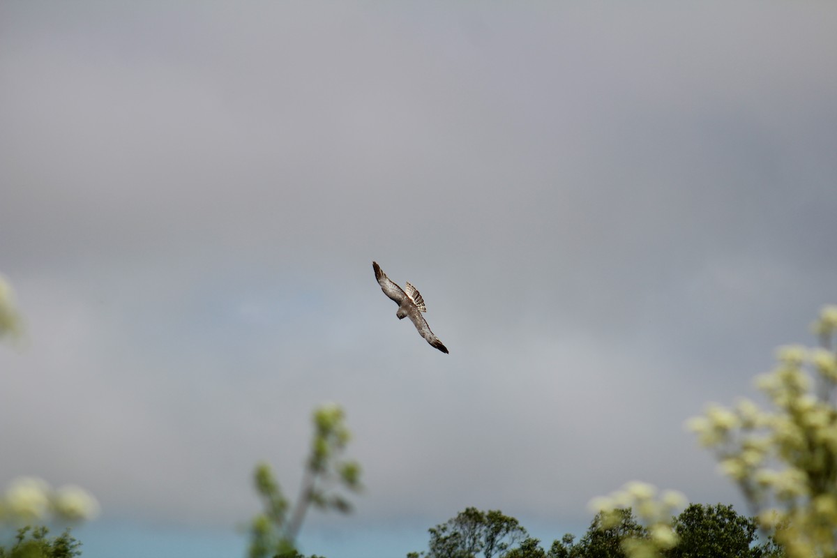 Northern Harrier - ML659780028