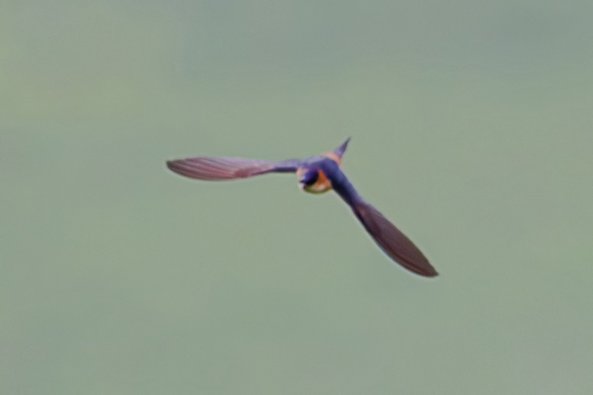 African Red-rumped Swallow - ML659780197