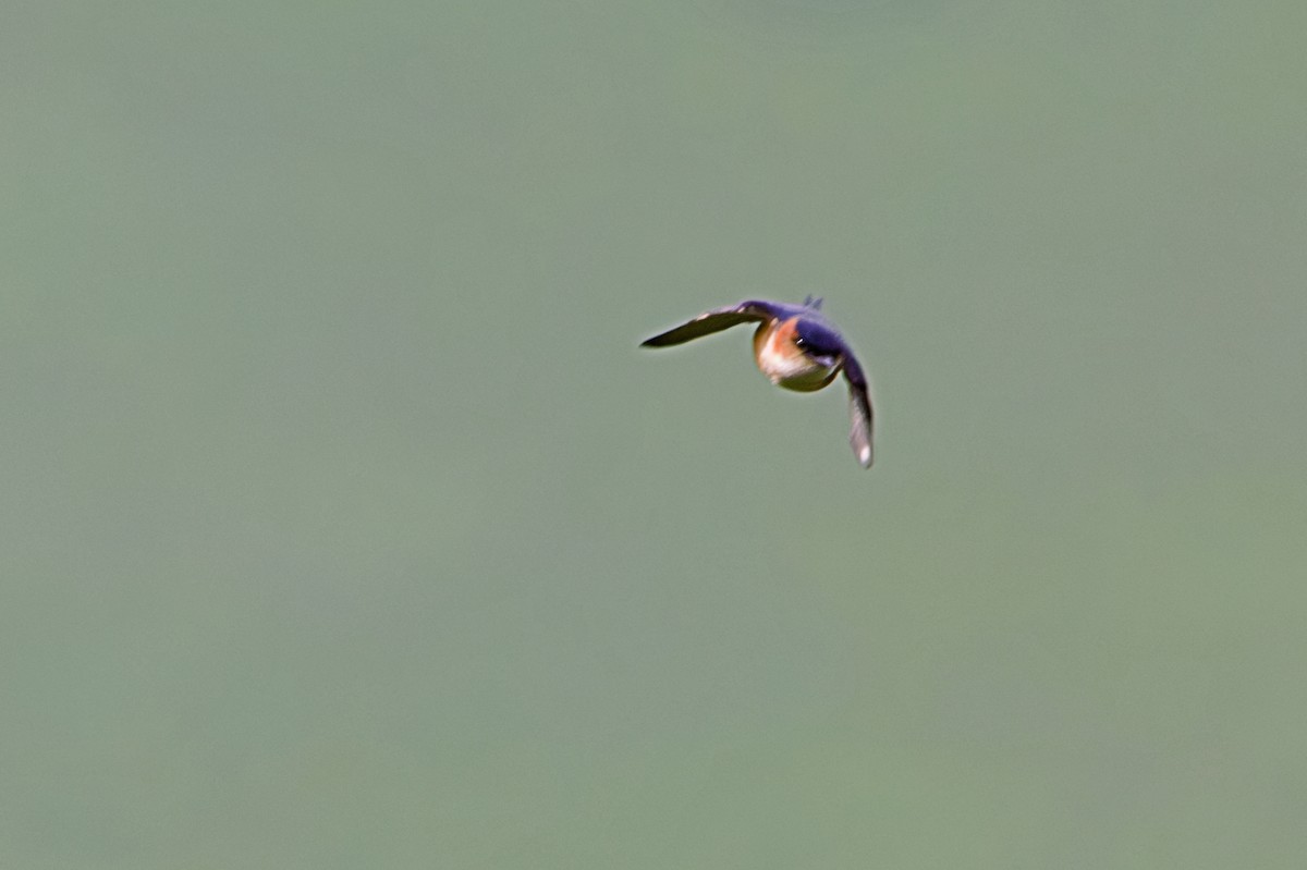 African Red-rumped Swallow - ML659780198