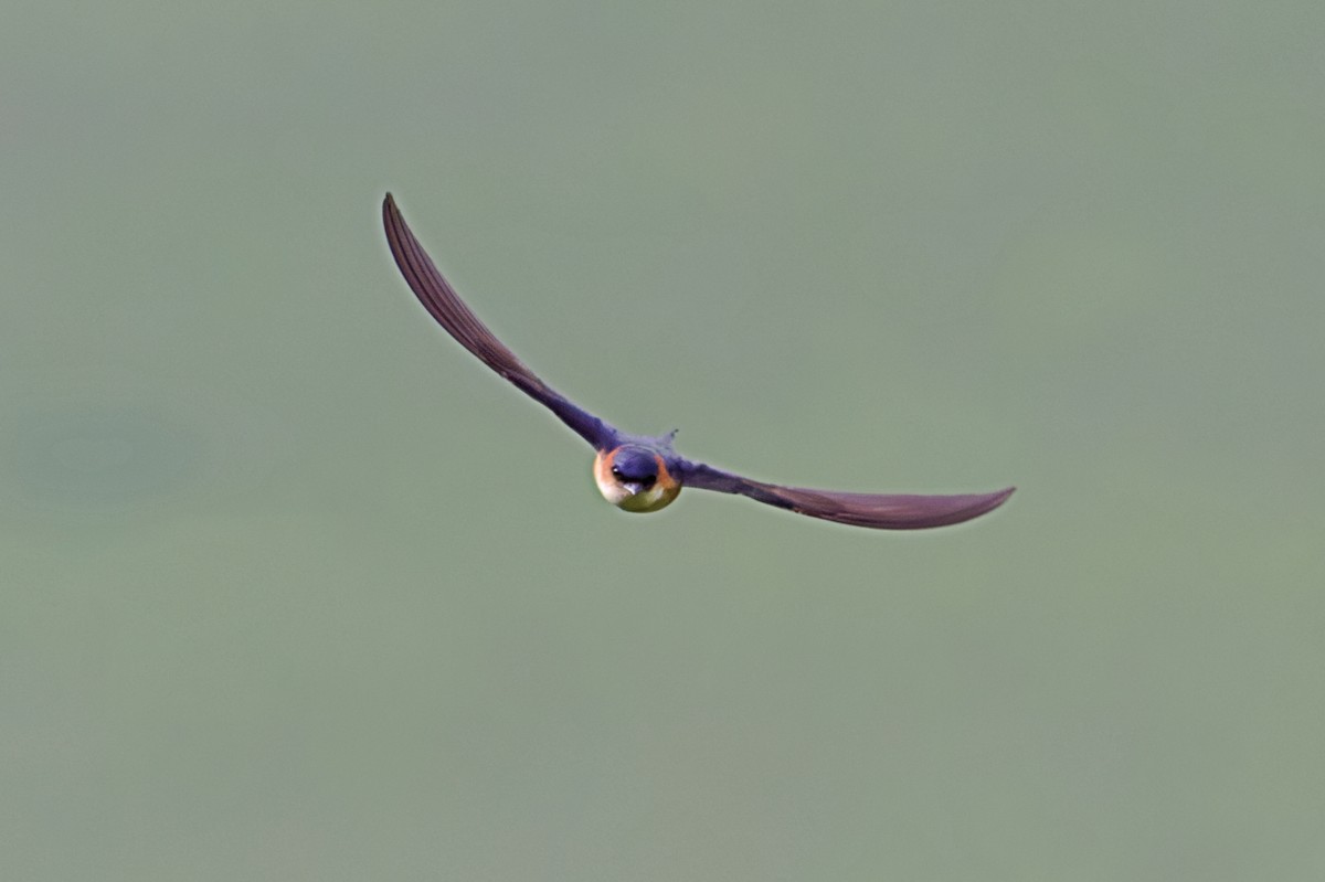 African Red-rumped Swallow - ML659780199