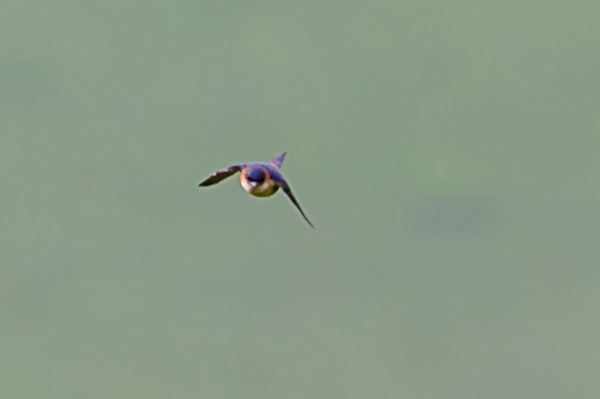 African Red-rumped Swallow - ML659780200