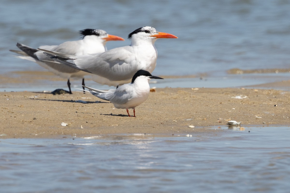 Roseate Tern - ML659780254