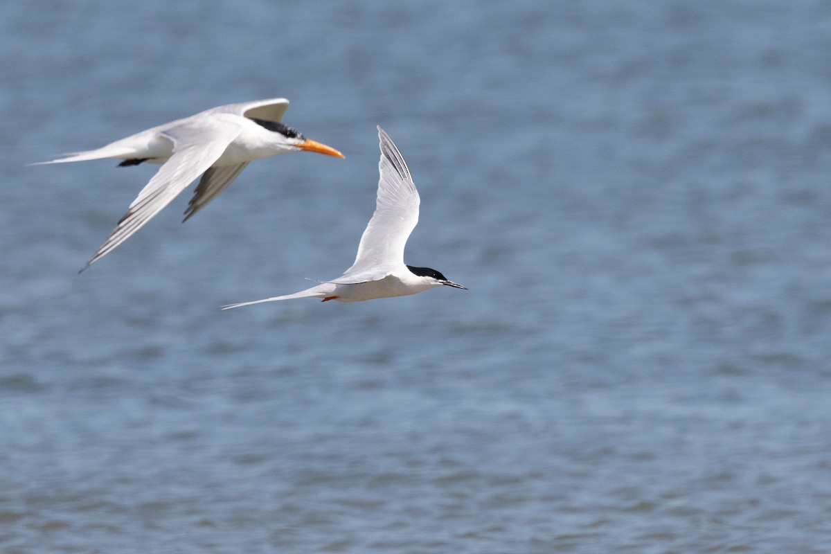 Roseate Tern - ML659780255