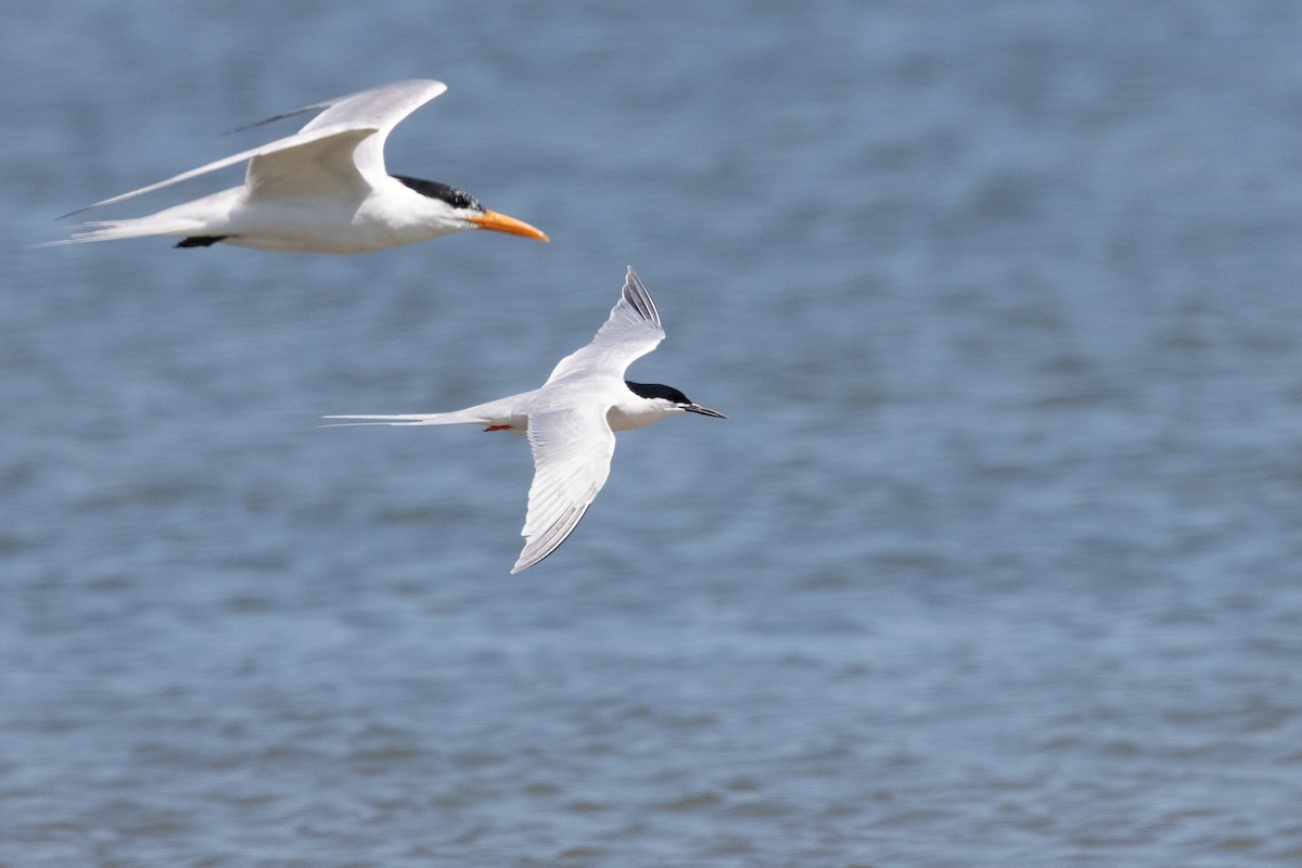 Roseate Tern - ML659780256