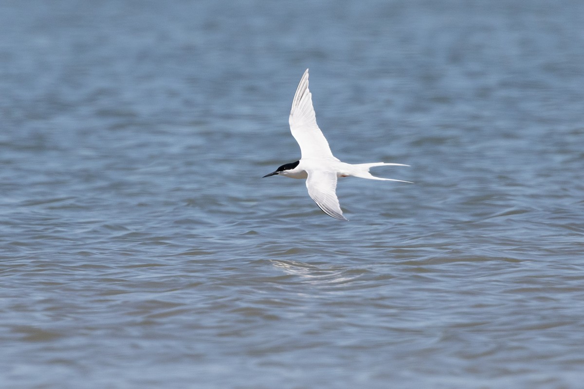 Roseate Tern - ML659780257