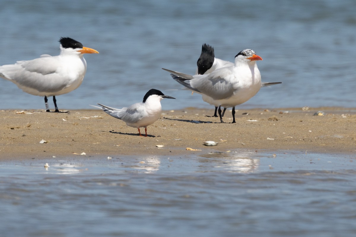 Roseate Tern - ML659780258