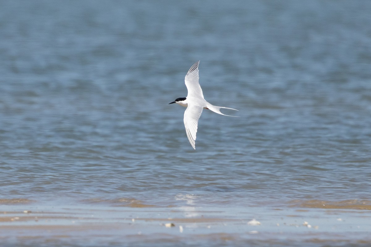 Roseate Tern - ML659780259