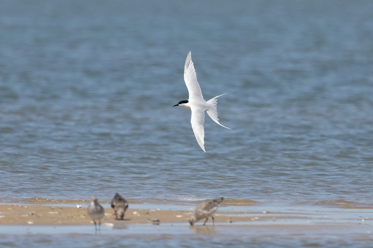 Roseate Tern - ML659780261