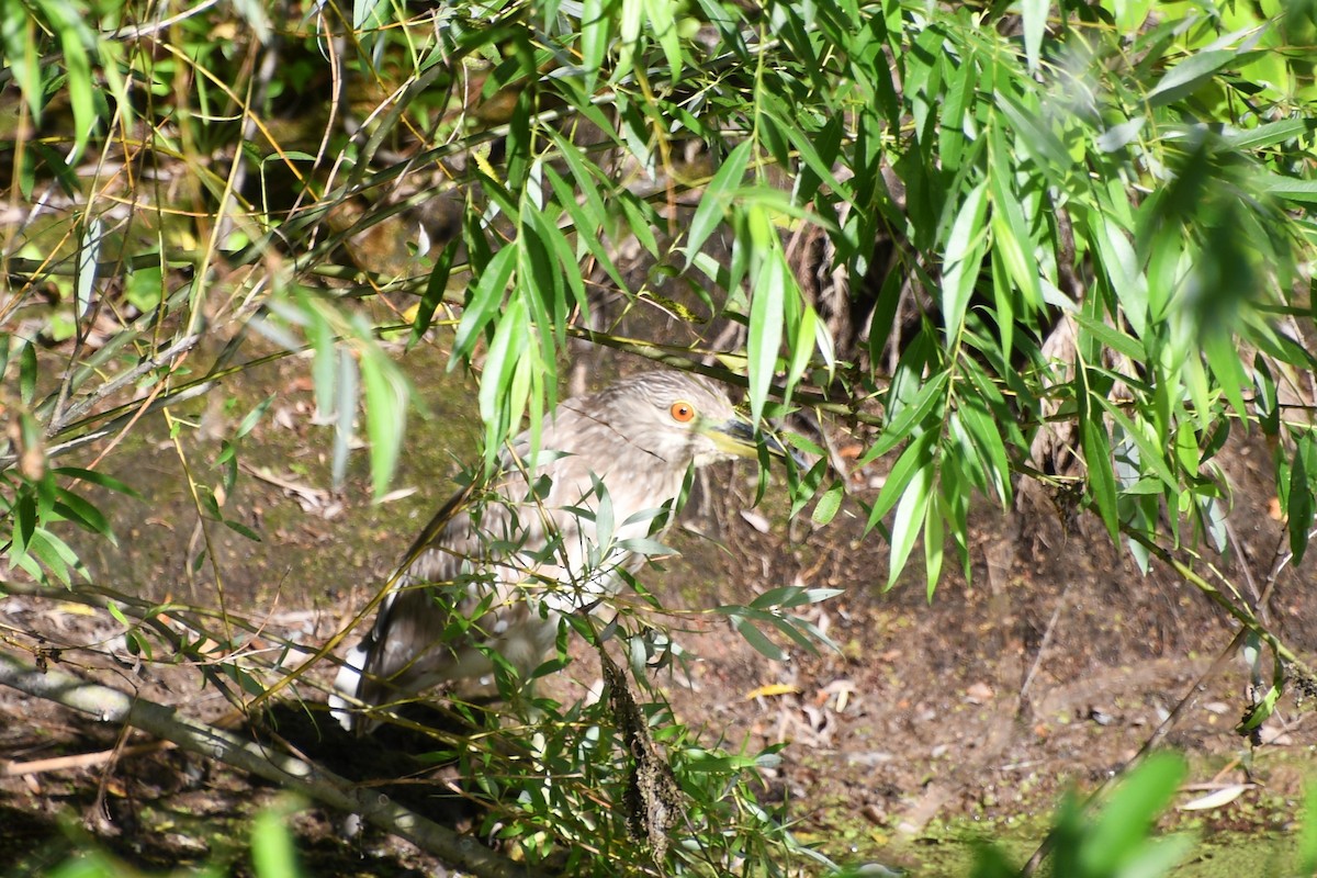 Black-crowned Night Heron - ML659780288