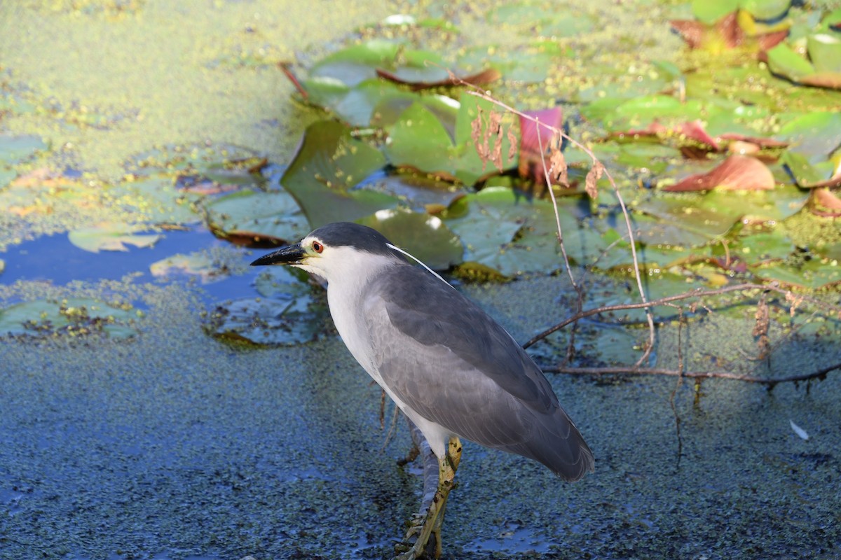 Black-crowned Night Heron - ML659780313