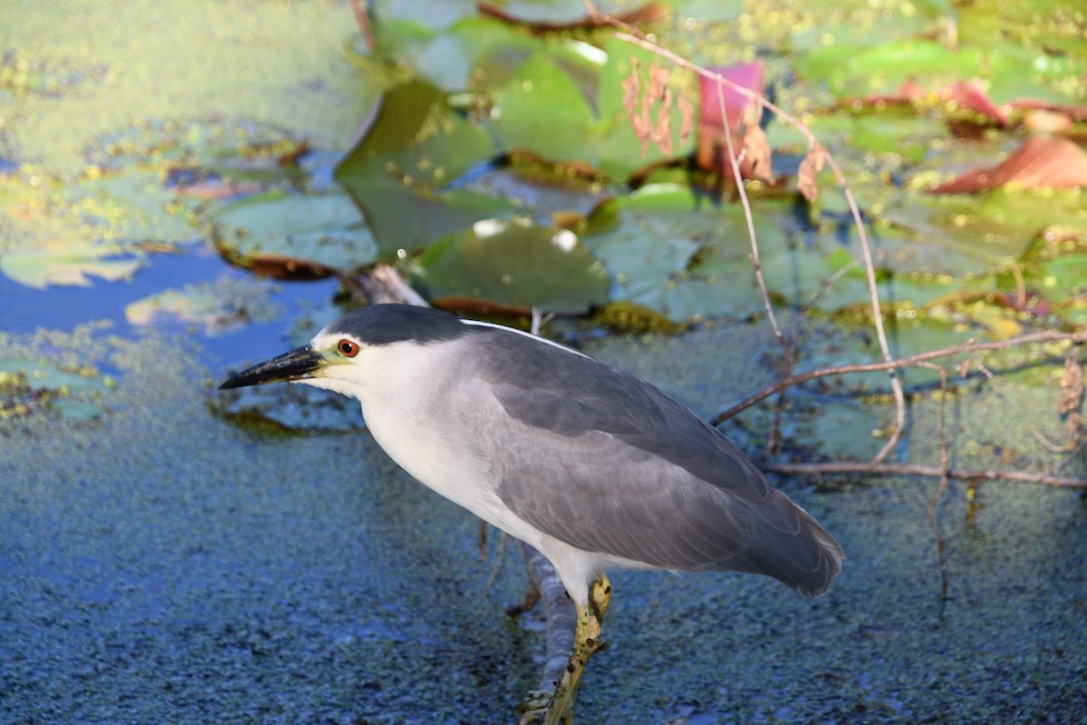 Black-crowned Night Heron - ML659780326