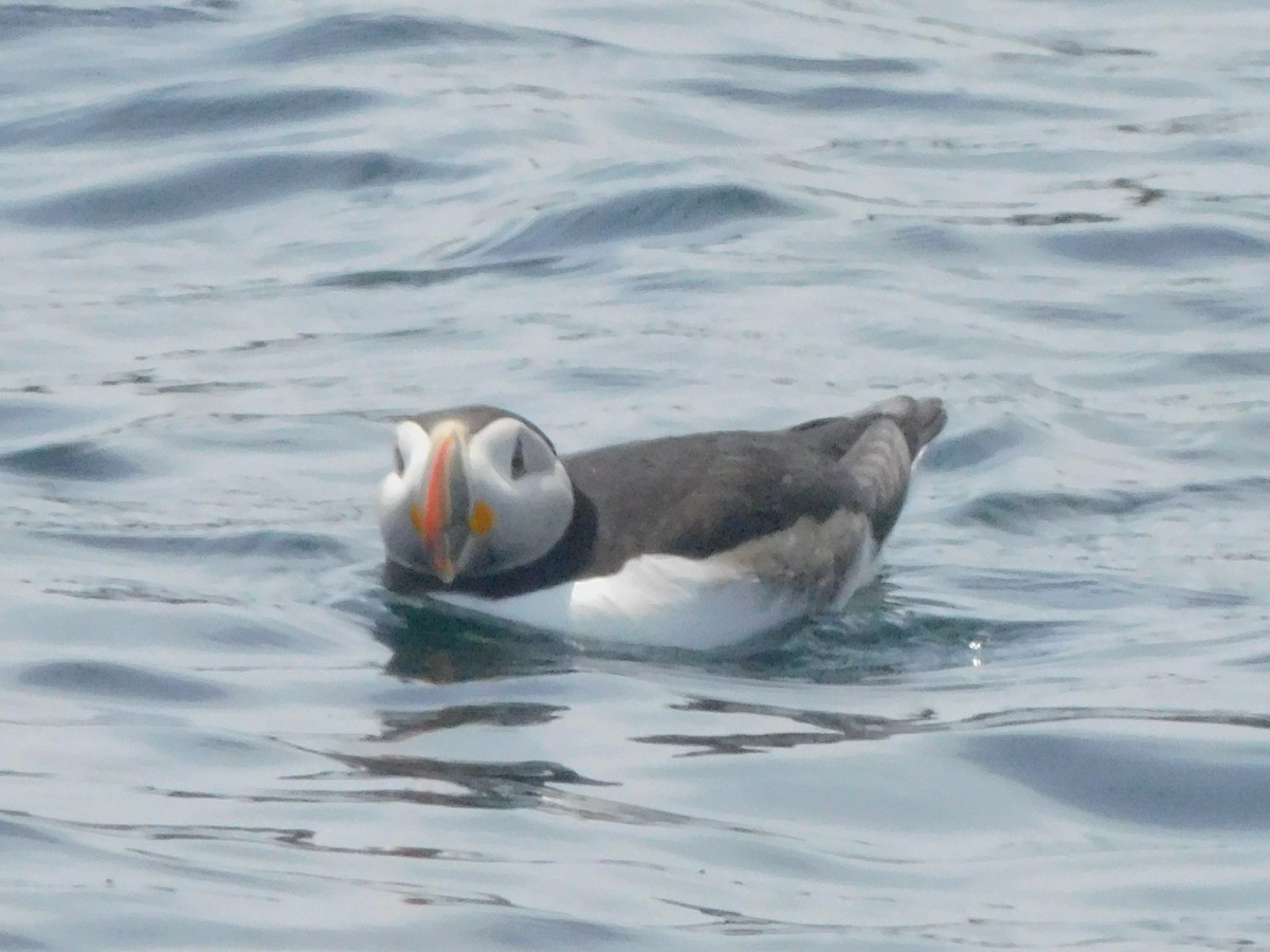 Atlantic Puffin - ML659780348