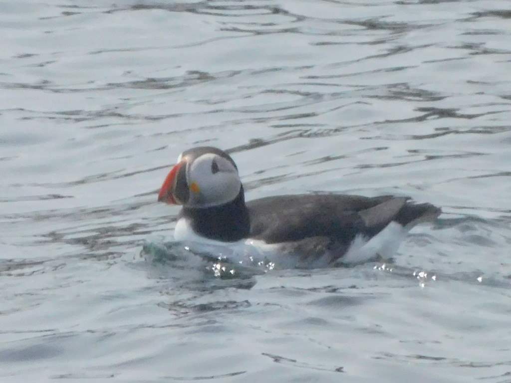 Atlantic Puffin - ML659780349