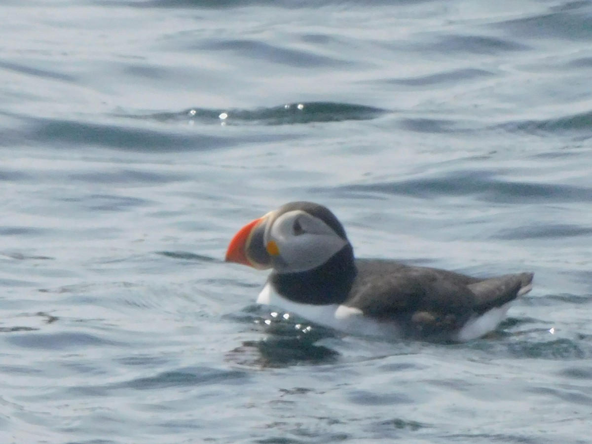 Atlantic Puffin - ML659780350