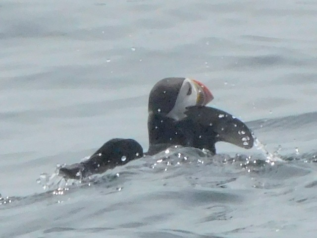 Atlantic Puffin - ML659780351