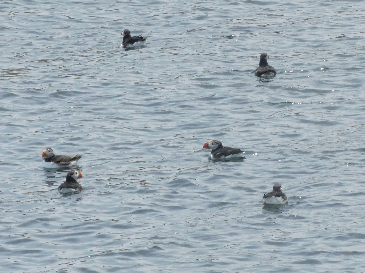 Atlantic Puffin - ML659780353