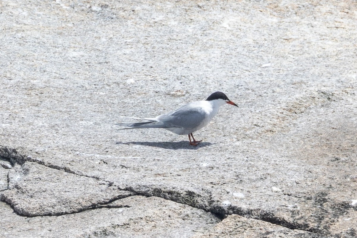 Roseate Tern - ML659780596