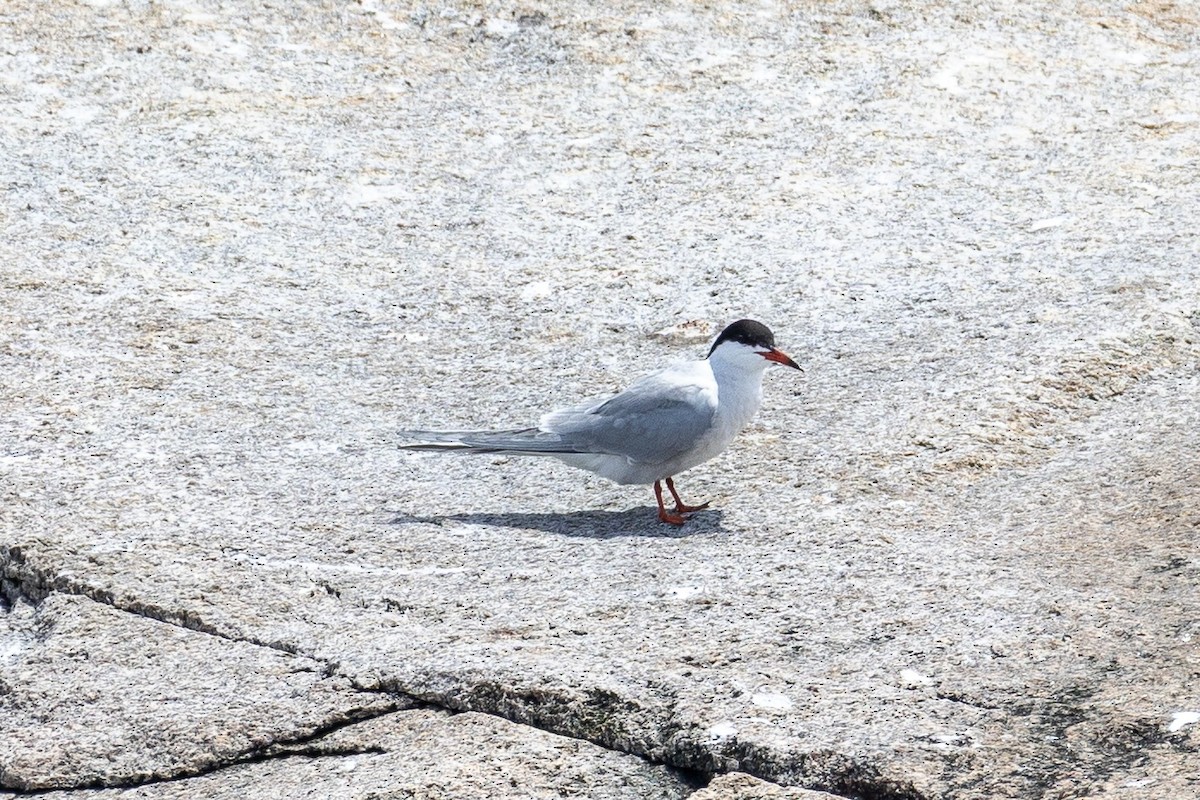 Roseate Tern - ML659780597