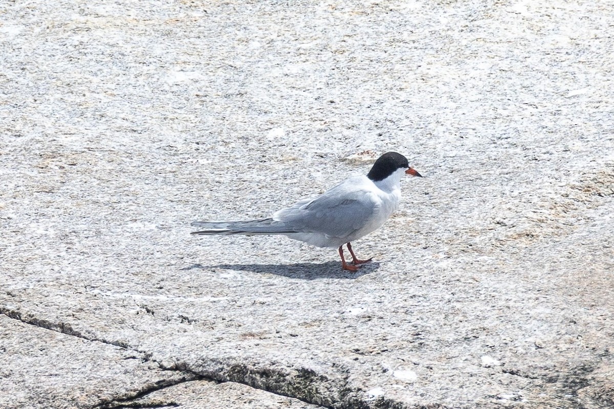 Roseate Tern - ML659780601