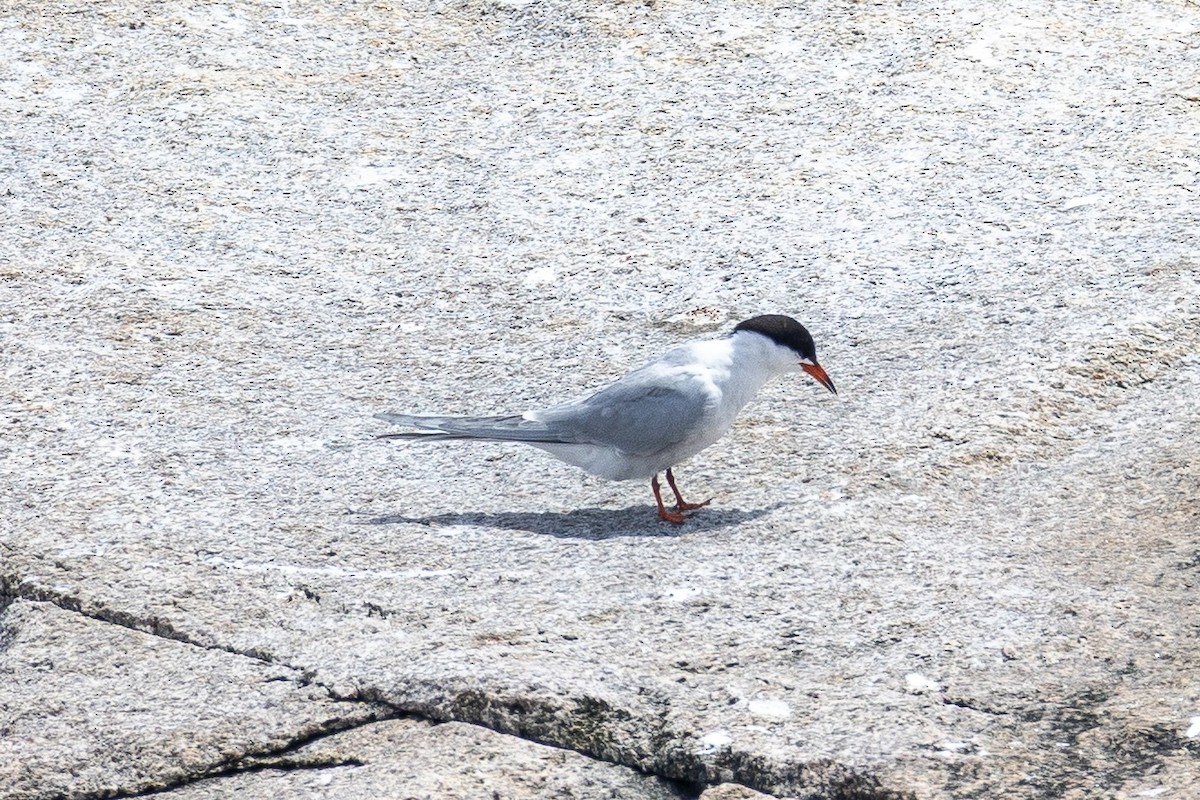 Roseate Tern - ML659780602