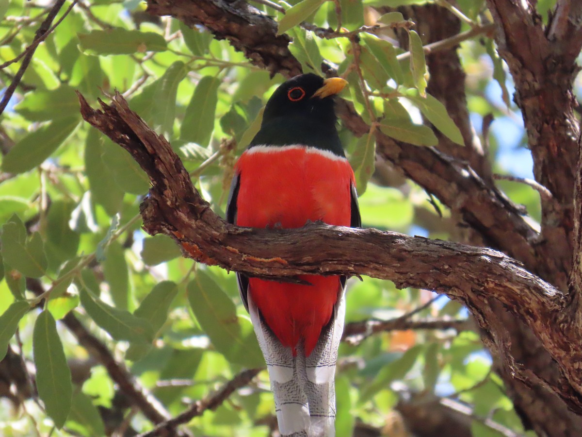 Coppery-tailed Trogon - ML659780728