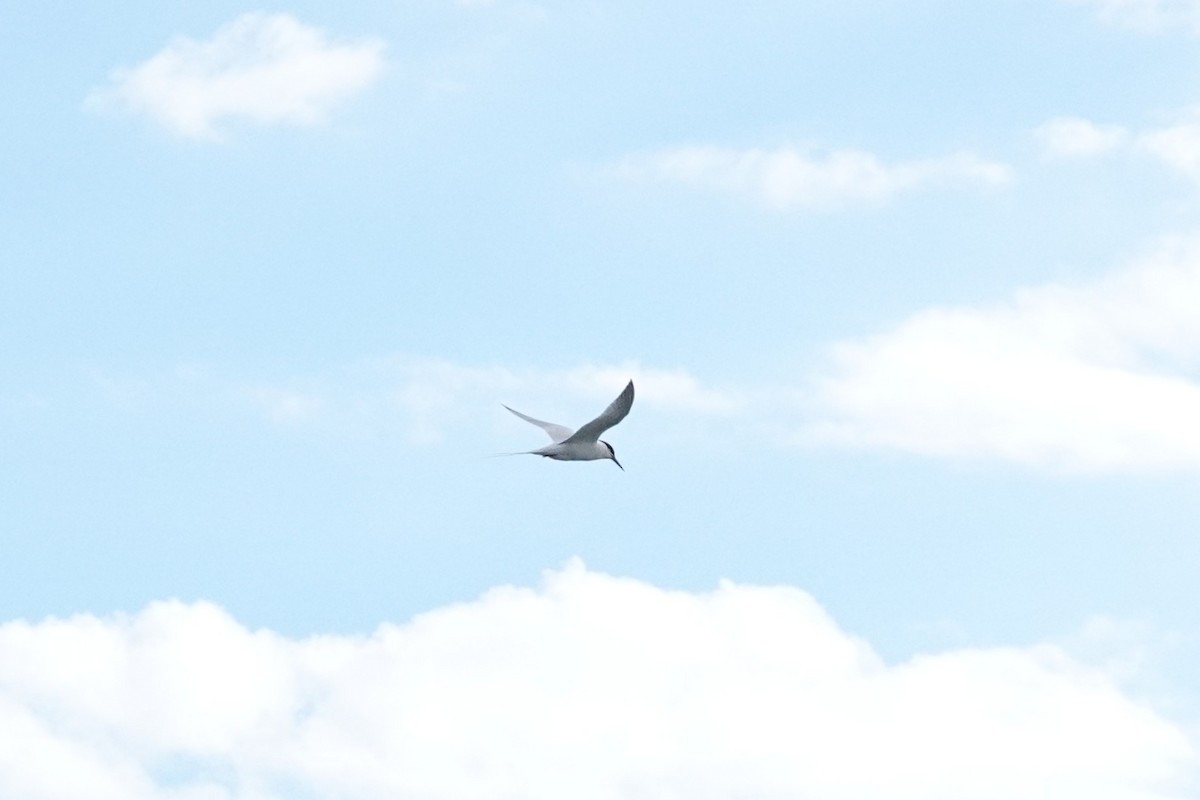 Roseate Tern - ML659781860