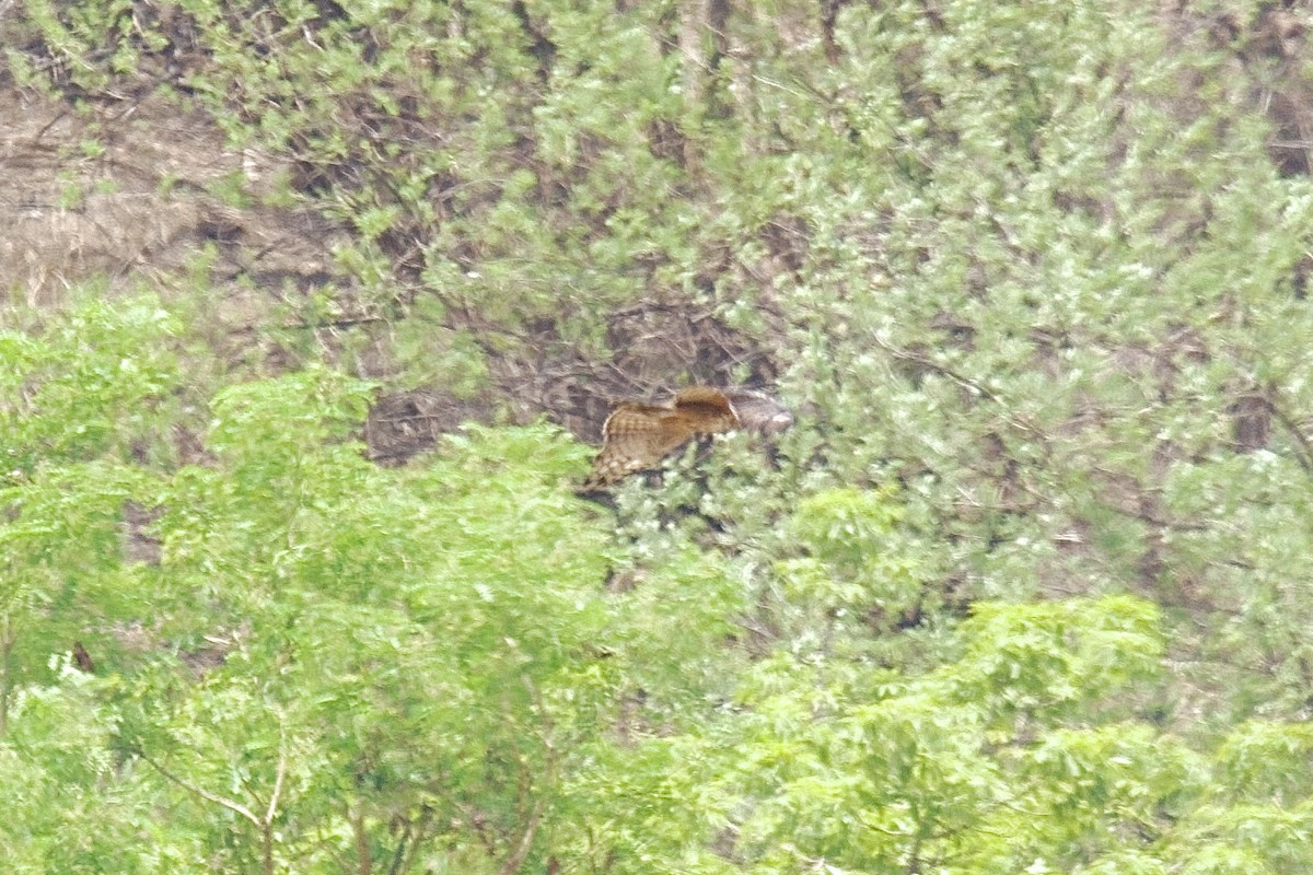 インドクマタカ - ML659782125