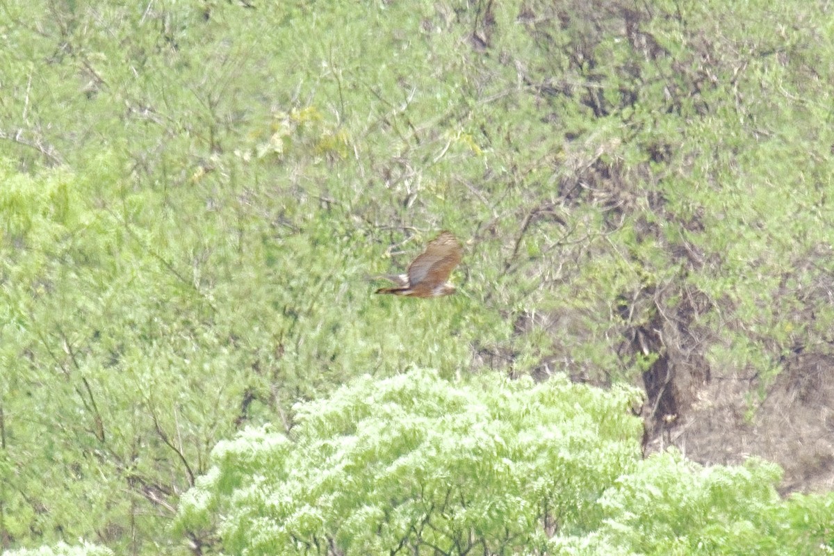 インドクマタカ - ML659782126