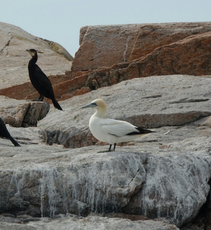 Northern Gannet - ML65978251